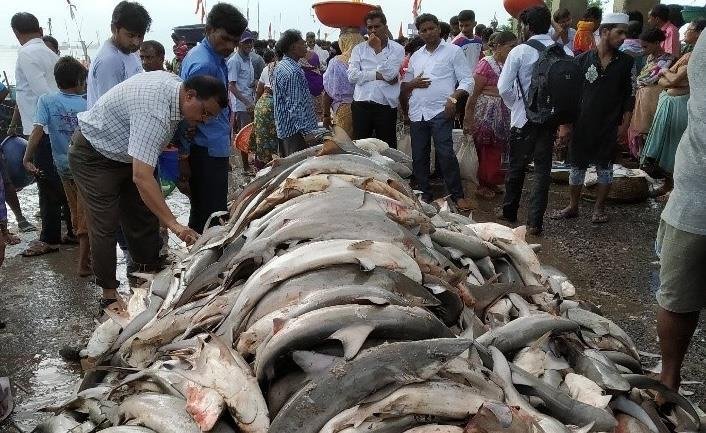 Learn about power of the kraken